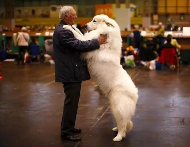 长得像熊的大型犬是什么品种图片,最像狗的熊是什么熊