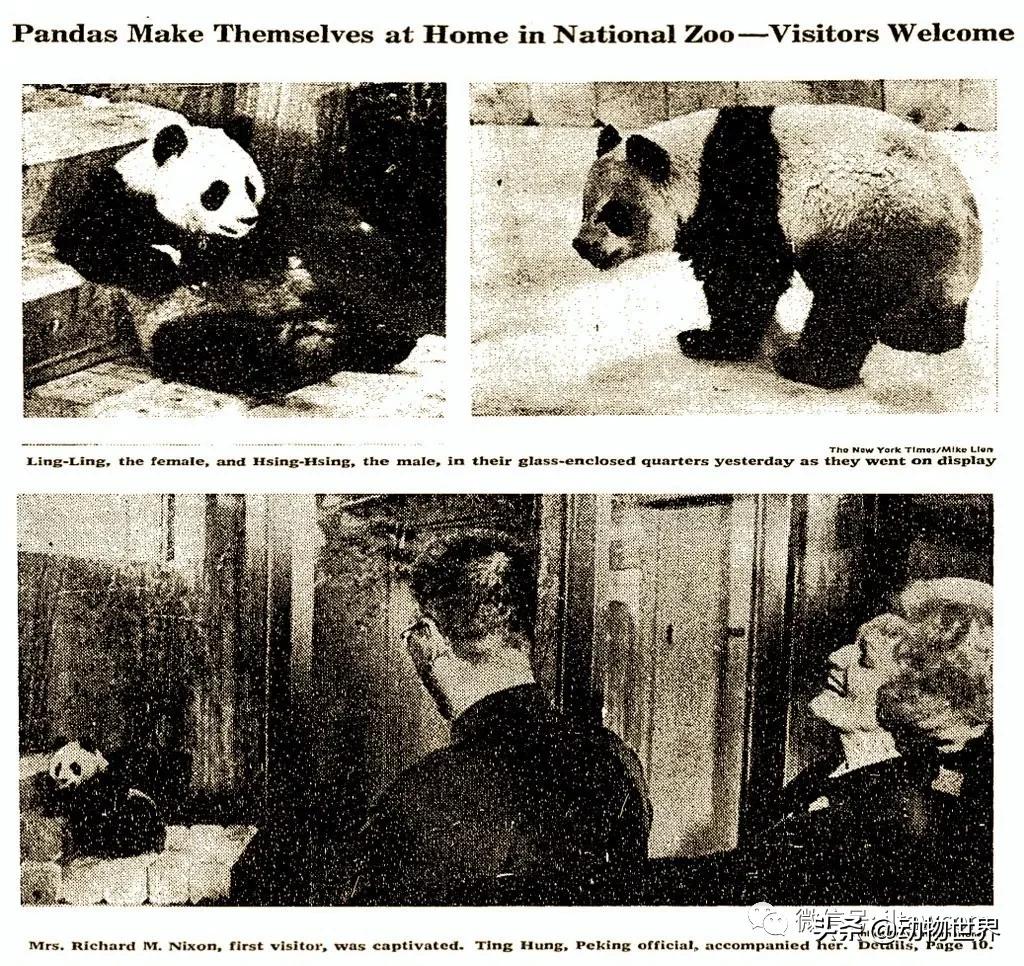 世界各国国宝级动物,世界各地的名贵动物