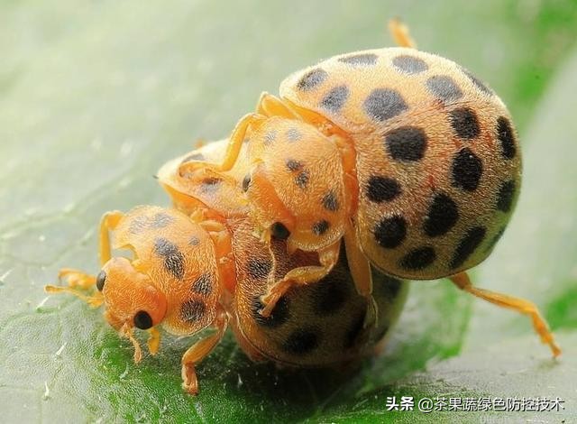 七星瓢虫是一边七个星吗,2星瓢虫