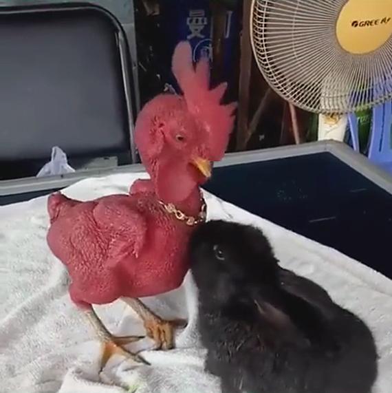 兔子把鸡咬秃了,兔子眼睛被鸡啄瞎了