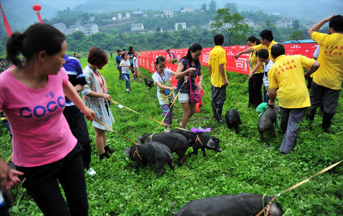 90后回村创业养生态跑山黑猪,退伍老兵回家养猪