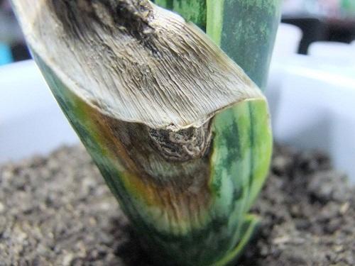 虎皮兰萎蔫怎么办,虎皮兰最怕什么