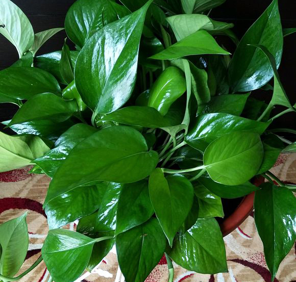 绿萝喝点什么水不黄叶,绿萝最爱喝的四种水