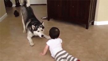 这种上古与人同葬的动物,还能帮你减肥、长寿?