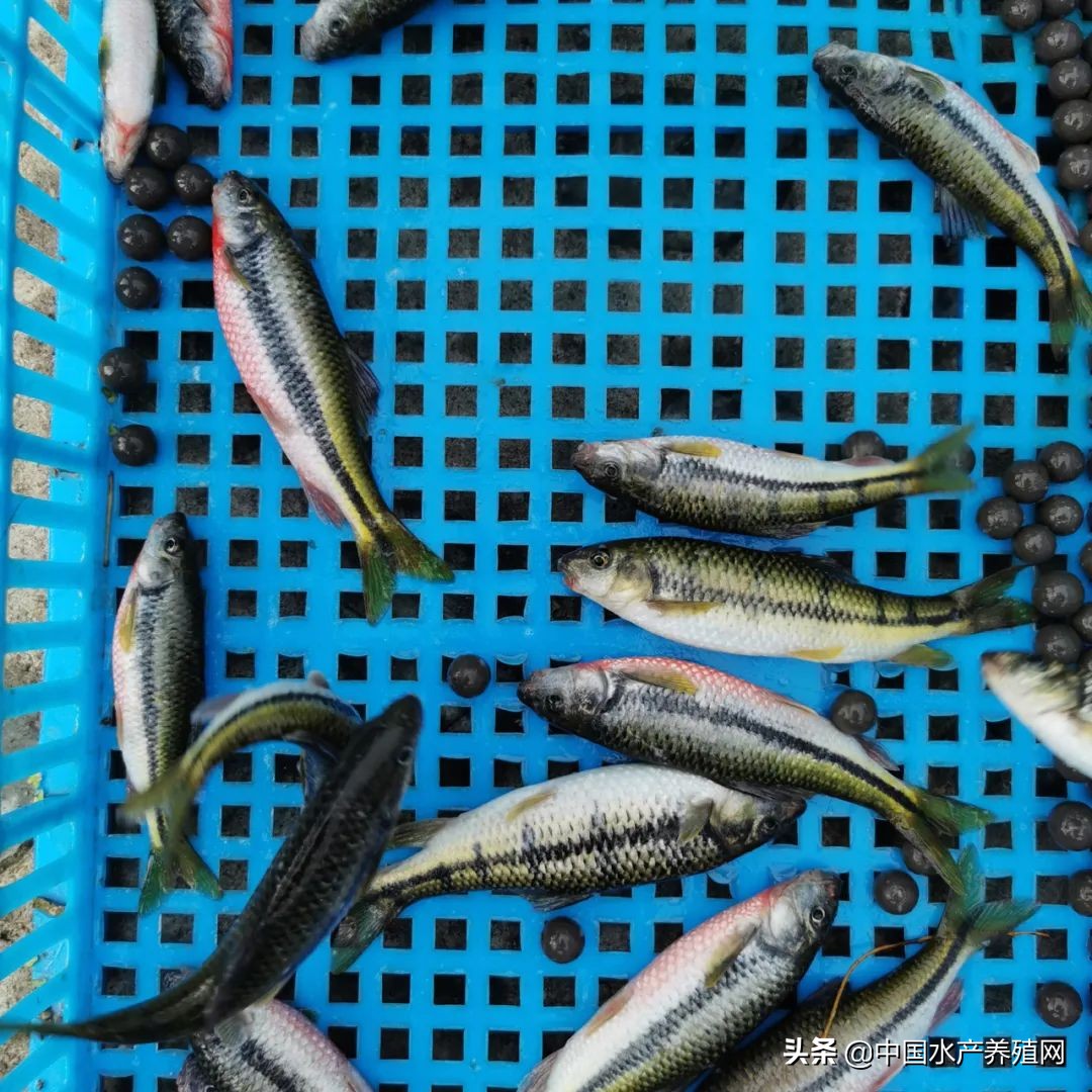 利润丰厚!65元/斤的光唇鱼,工程商瞄准商机,返乡跨界养7年鱼
