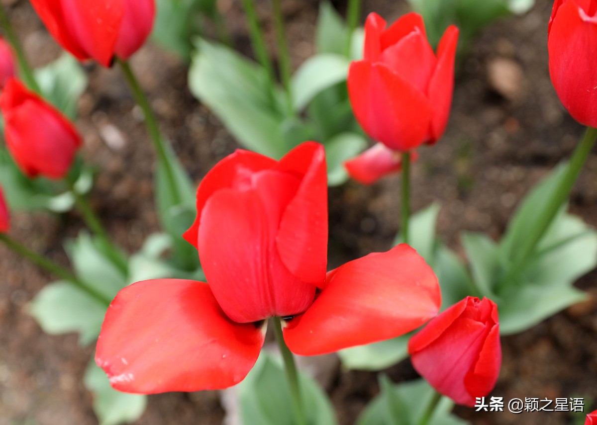 郁金香鲜花香味,郁金香鲜花诗情画意