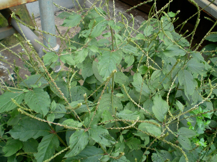 3种植物很“黏人”，一旦被粘住，半天弄不完