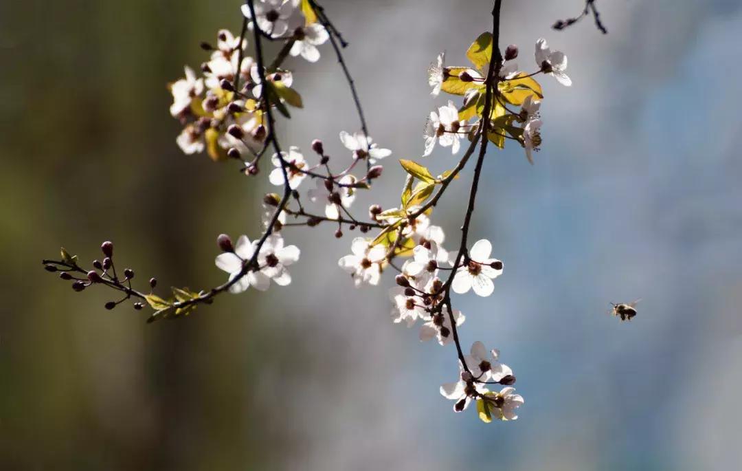 诗句世间,诗词天下无双