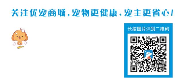 上班族怎么让猫白天活动夜晚休息,上班后怎么缓解猫的孤独