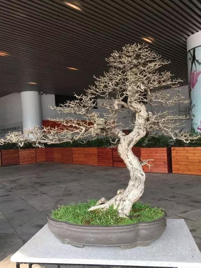 最值得收藏的六种盆景树种是哪些,西北盆景树种100种