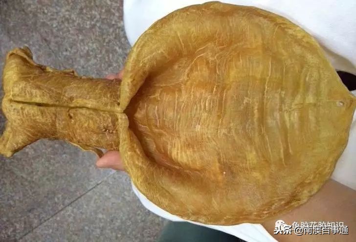 涨知识！鱼胶种类大全，不看亏大了！