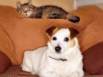 深度学习图灵架构和帕斯卡,图灵奖得主本科