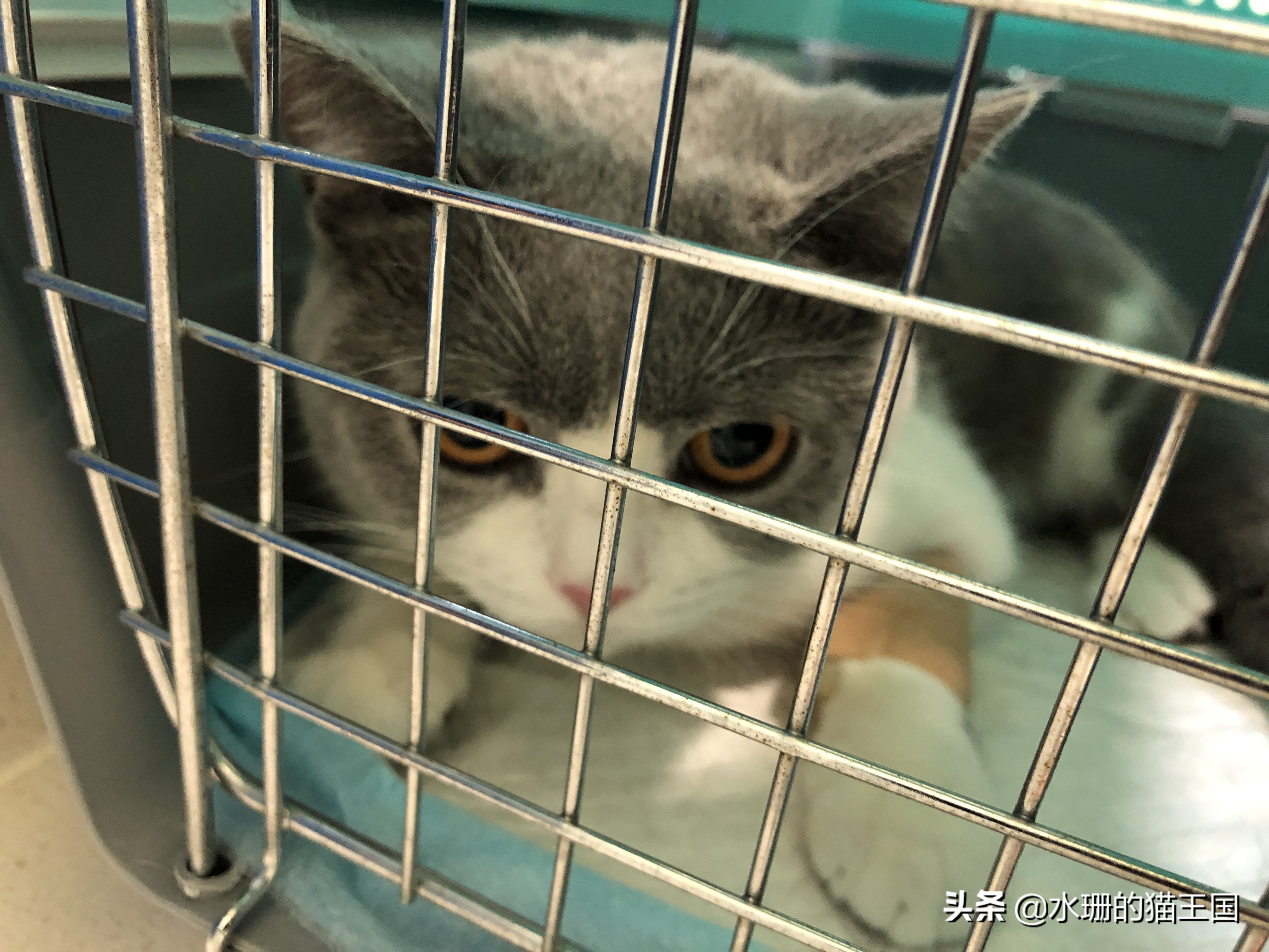 猫咪误吞骨头怎么治疗,猫咪误食异物怎么办小妙招