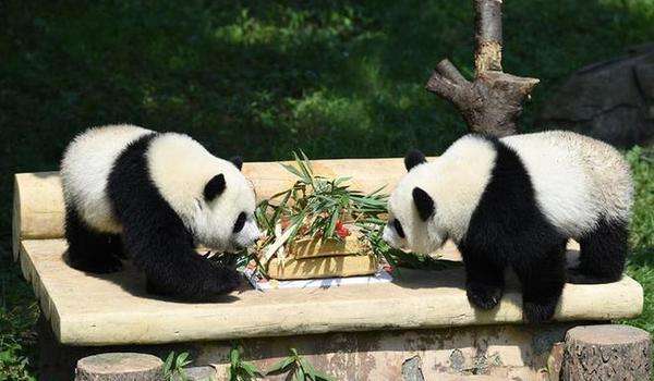 重庆怎么玩最合理景点推荐,重庆攻略一天怎么玩舒服