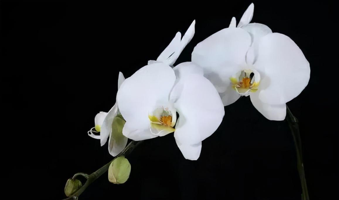 看芦头辨兰花种类,野生兰花种类图片