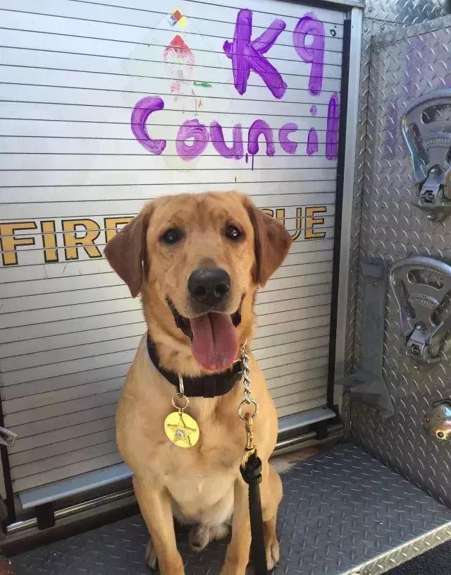 闻毒品的缉毒犬会因此染上毒瘾吗,缉毒犬是不是让它有毒瘾