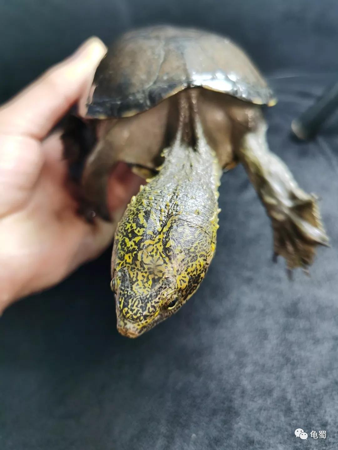 黄泽泥龟为什么冷门,泥龟冷门品种