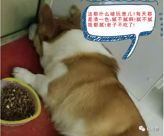 养狗多年,吃的方面要小心,别一个疏忽就把狗养死了