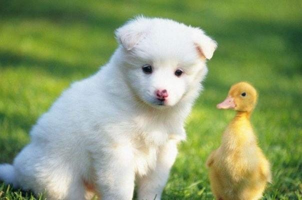 怎么选择高智商的犬类,怎样挑选一只优秀的小型犬