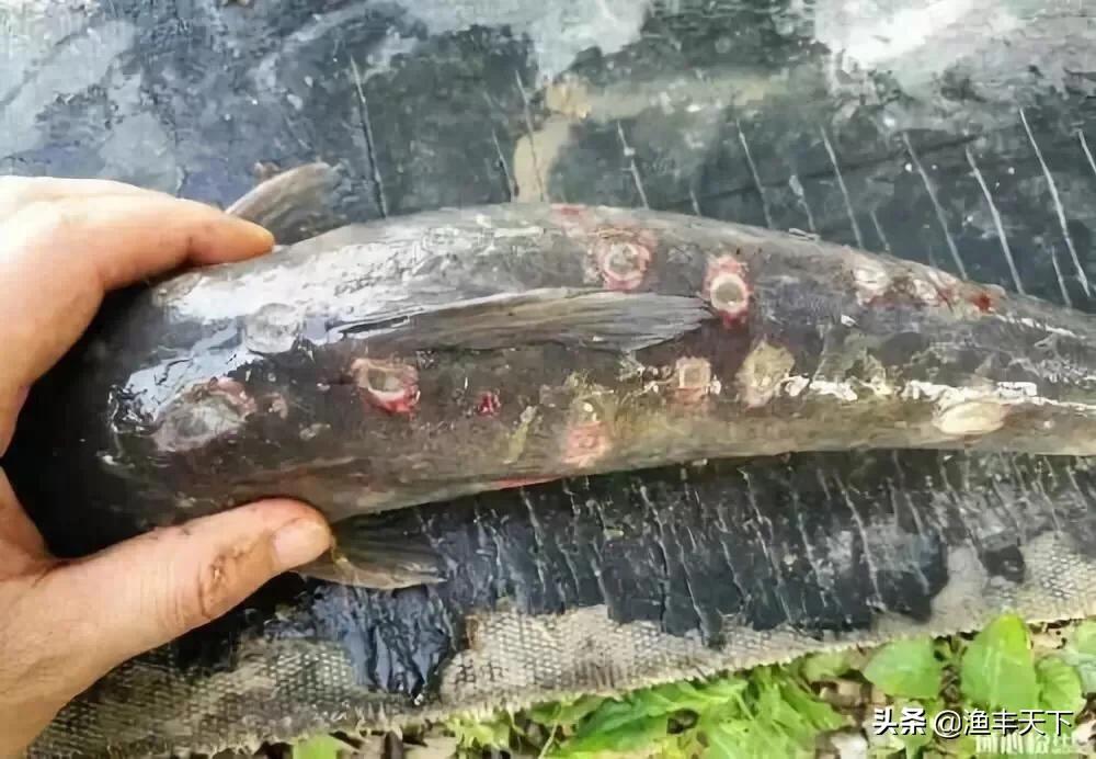 鱼身上有溃疡是怎么回事,鱼体表溃烂该怎么处理