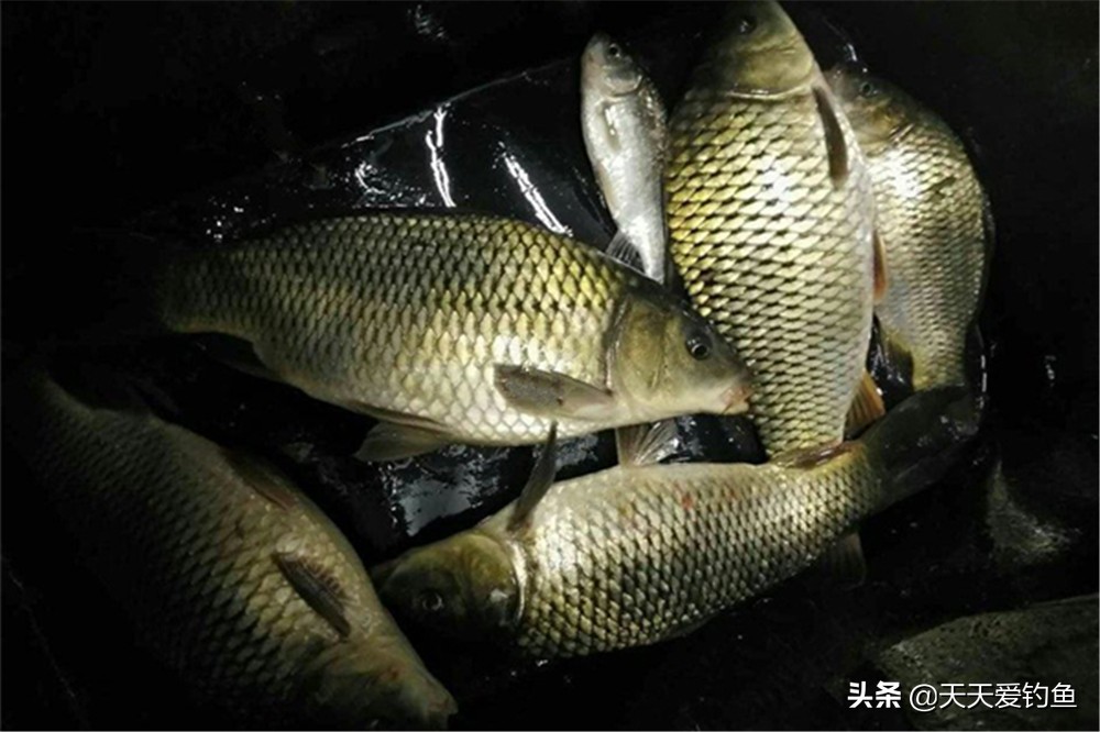 夜钓抗走水夜光浮漂推荐,夜钓光源正确使用方法