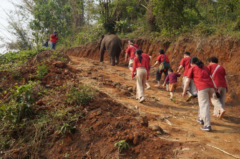 清迈大象义工,清迈大象救助营