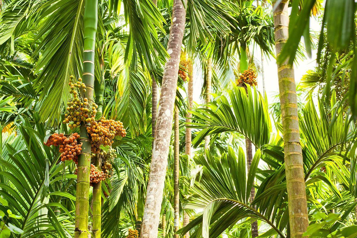 纪录片槟榔之殇,纪实记录槟榔之殇