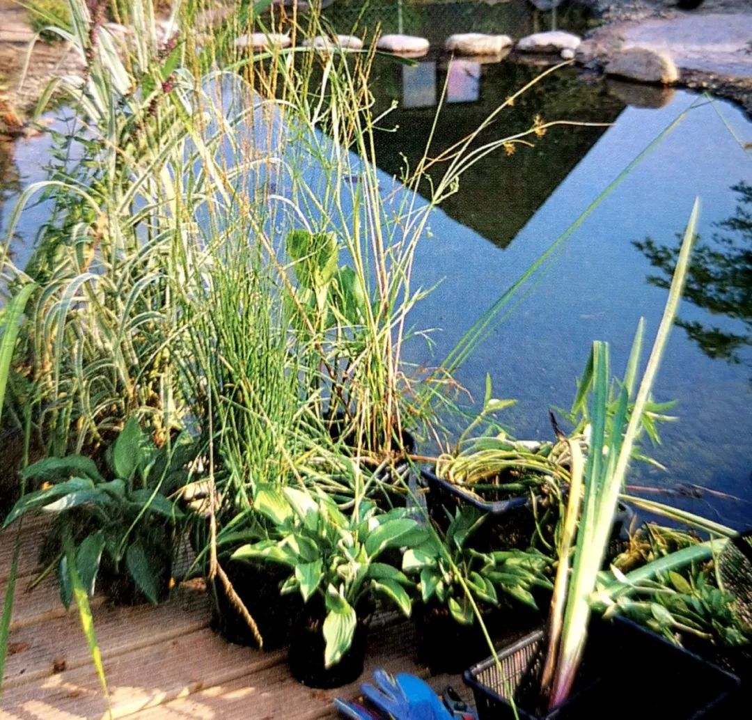 池塘种植水生植物技巧,1.5米深水池塘里睡莲的种植方法