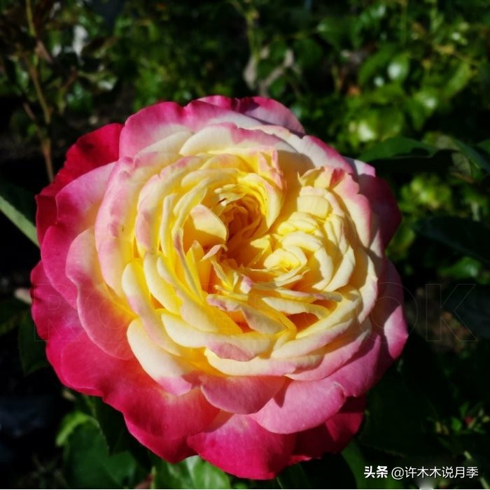 月季扦插发芽又枯萎是什么原因,月季扦插的都发芽了怎么就蔫了