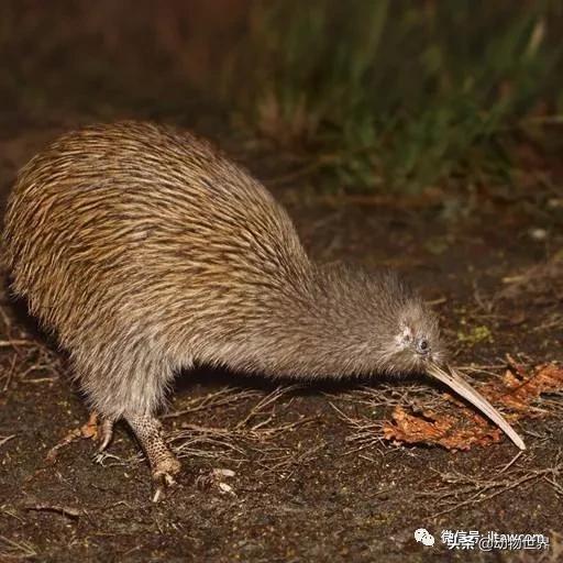 奇异鸟的样子,奇异鸟在哪里
