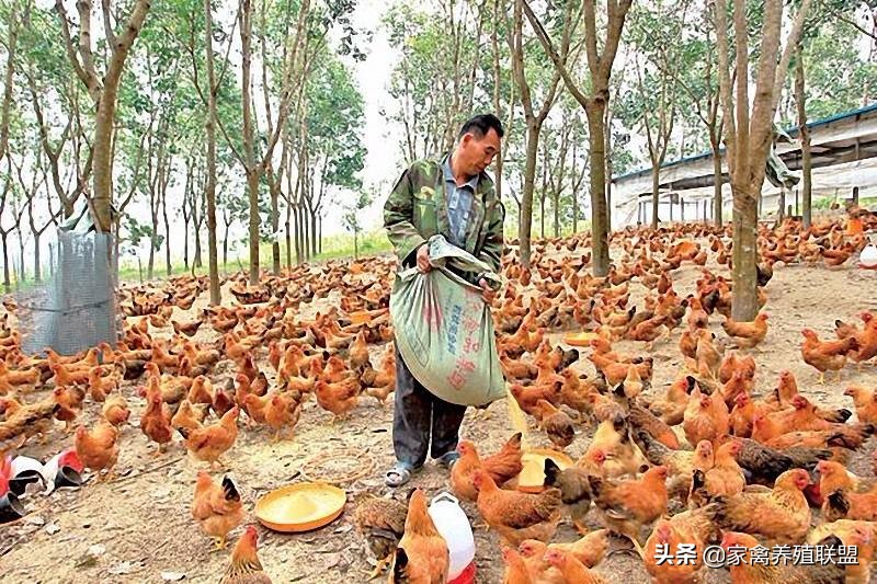 小伙用半亩地养鸡年收入40万,农村小伙半亩田养鸡赚四十万