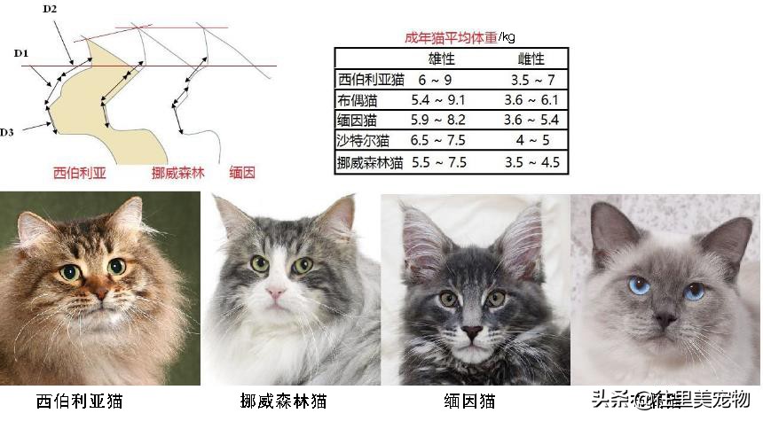 普京送给日本的狗是什么狗,中国给俄罗斯的熊猫叫什么