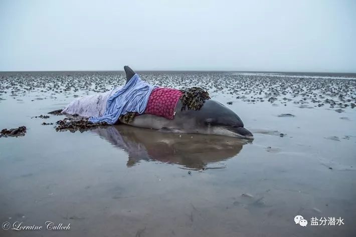救助搁浅海洋动物,如果遇到海洋生物危险该怎么办