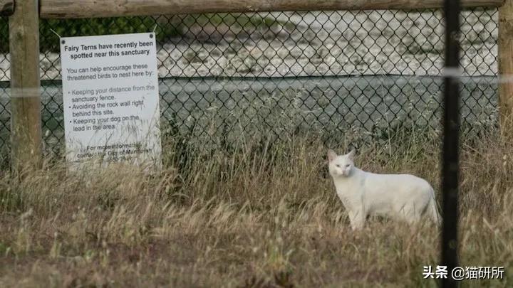 流浪猫的孩子野性也大吗,流浪猫的灵性有多可怕