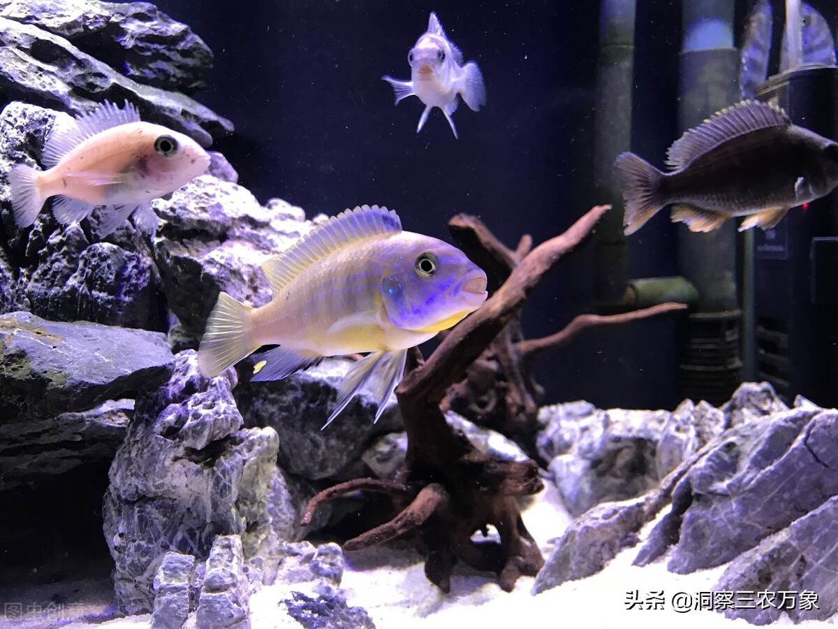 三湖慈鲷激素鱼能养好么,小缸怎样养好三湖慈鲷鱼