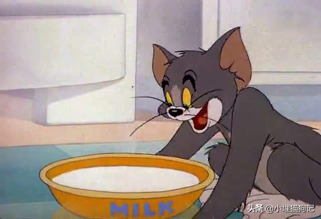 猫喝纯牛奶有危害吗,猫喝牛奶有危害吗