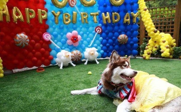 王思聪买的宠物鸭,王思聪买的鸭子