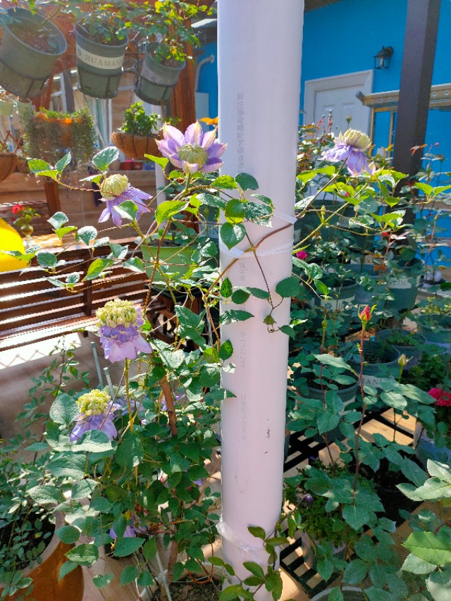 不用木头自制花架最简单的方法,请教DIY高手如何自制花架