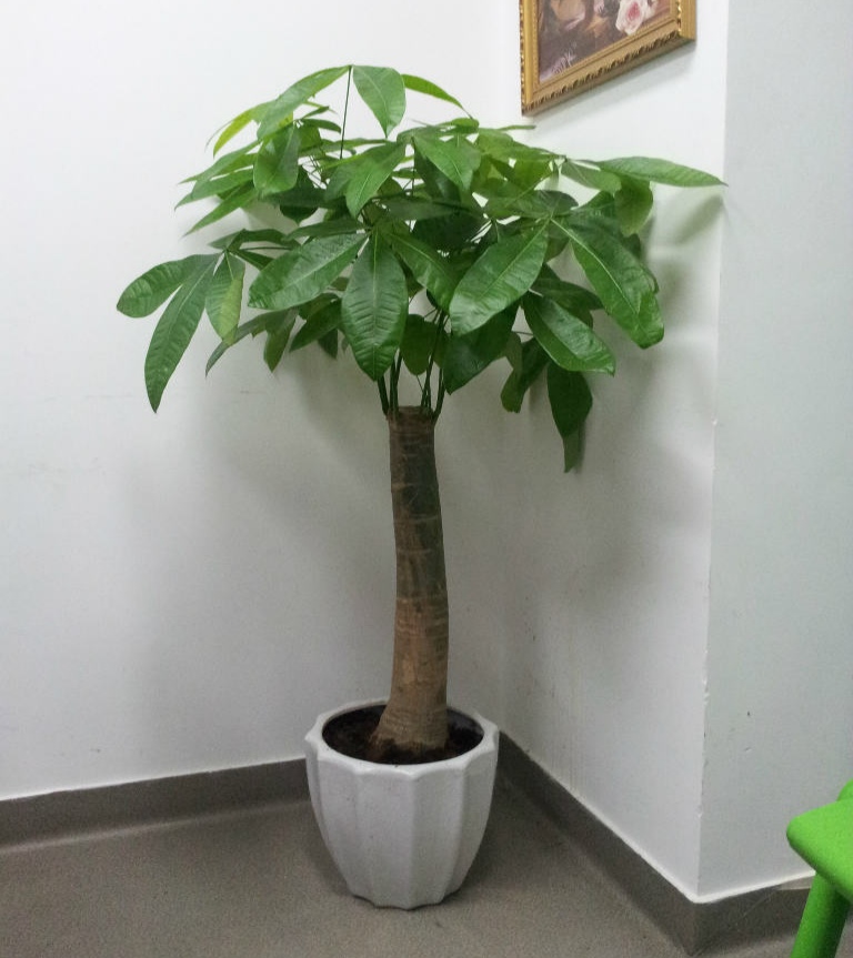 浇水过多死的植物,最容易浇死的6种花