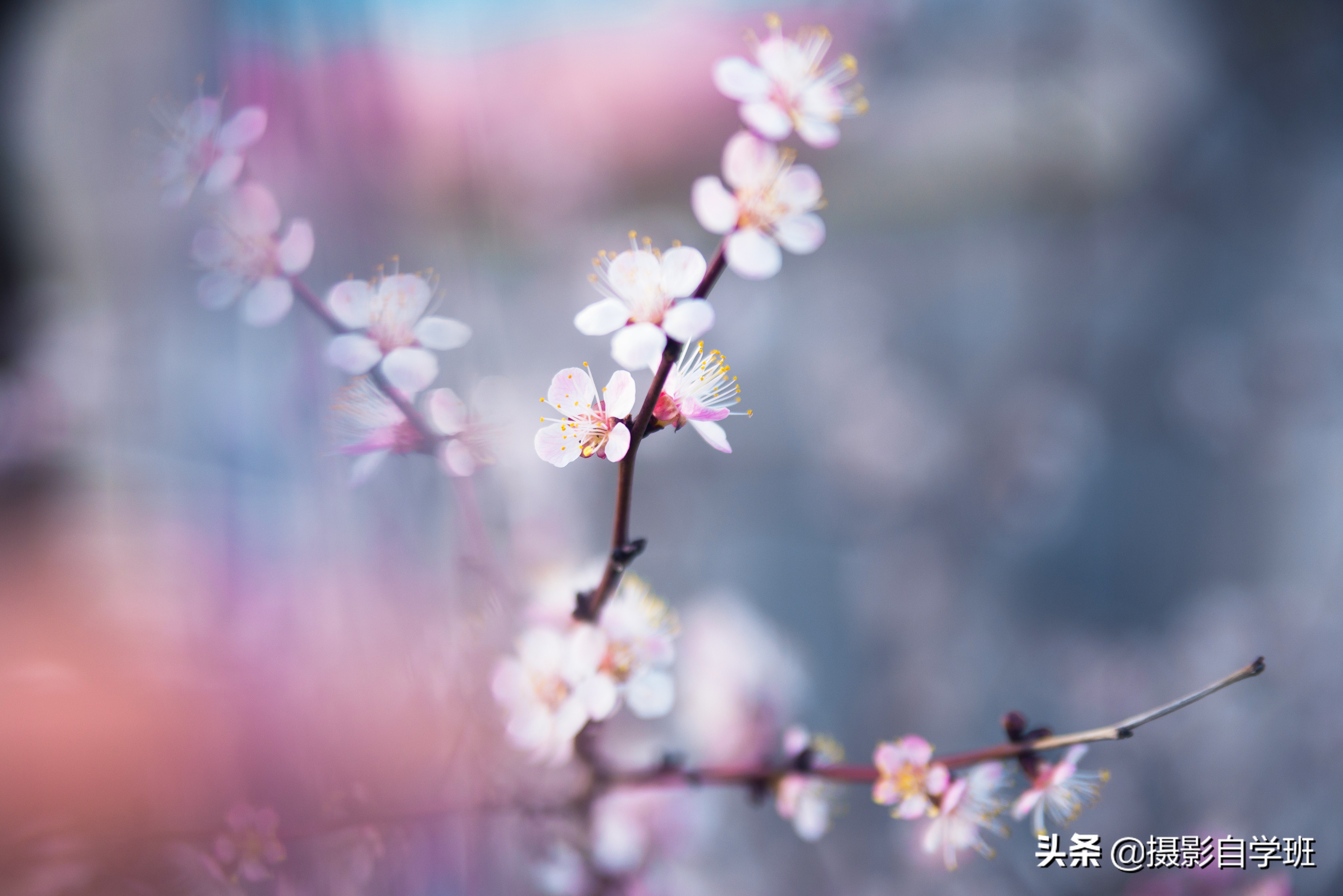 雾里看花怎么拍,雾景的拍摄技巧拍出雾气朦胧大片