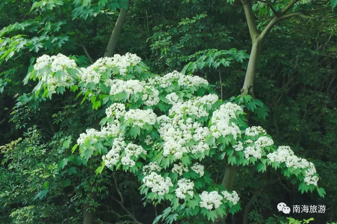 南海惊现“四月雪花”，漫山遍野桐油花开，美呆了！