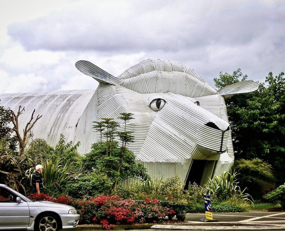 看了就想养的宠物,看了就想养宠物的视频