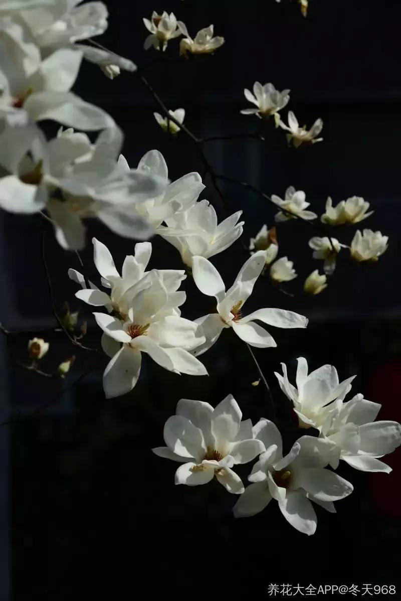 百花图谱大全100幅,工笔百花图谱100种