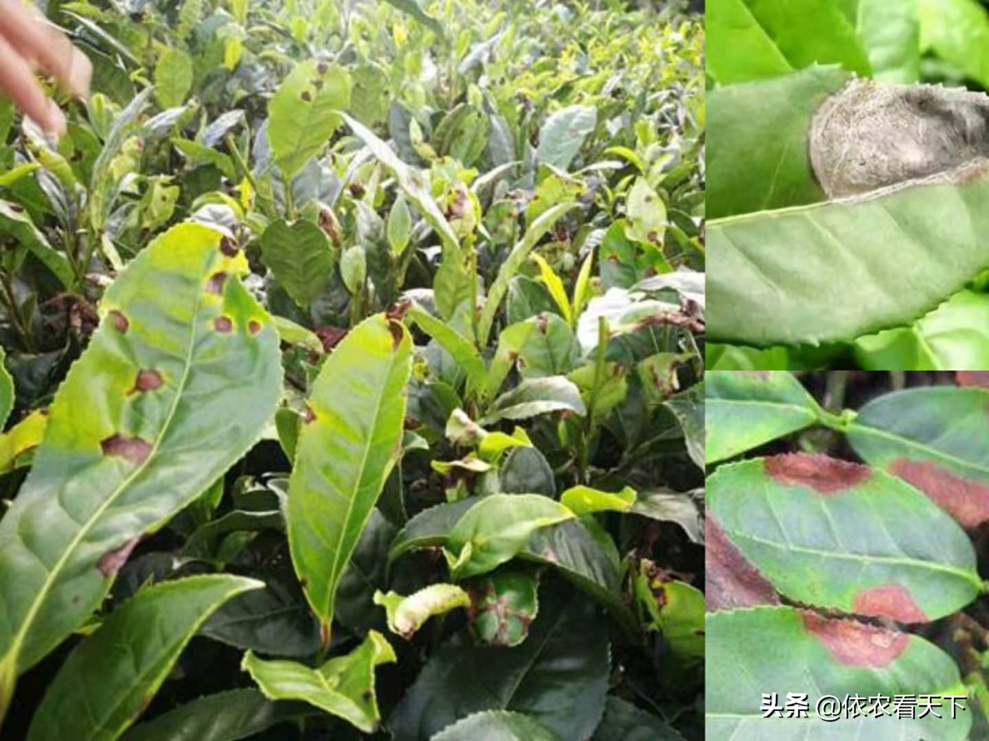 茶树炭疽病的防治方法,茶炭疽病菌