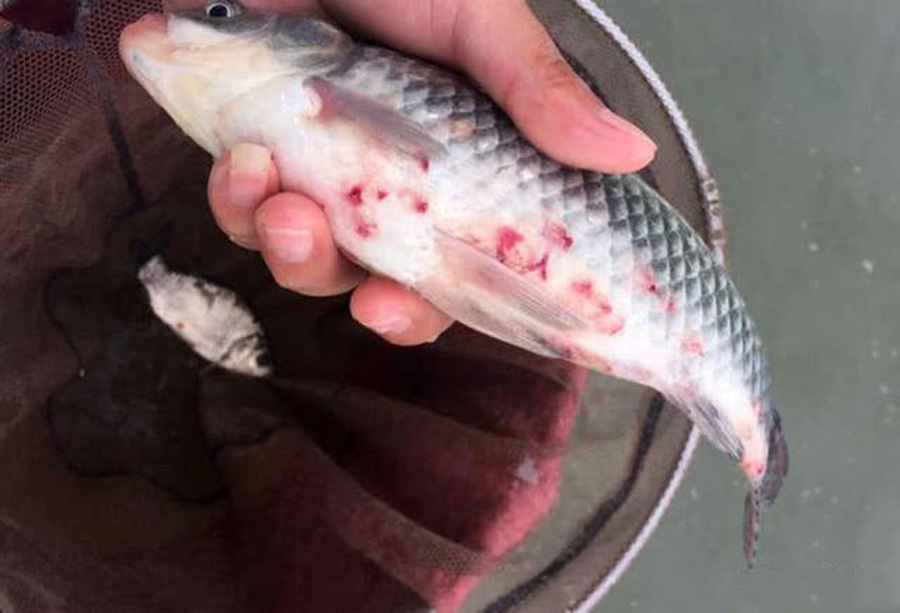 为什么黑坑禁用红虫,为什么很多黑坑禁红虫