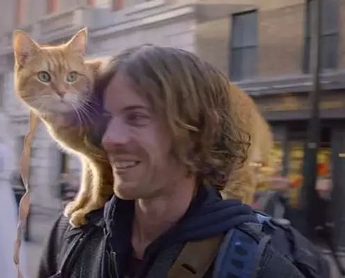 猫咪离开前有哪些行为,猫咪跑掉了会躲到哪些地方