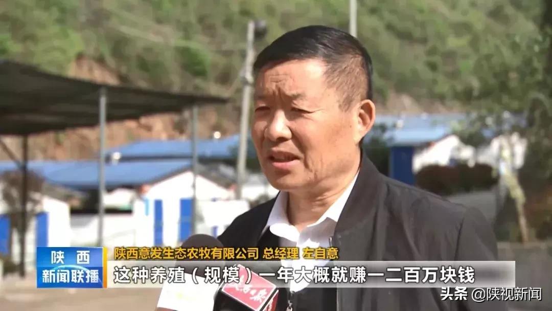 商洛山阳县这帮人对牛粪做了啥?竟比纯养牛多挣了10倍!