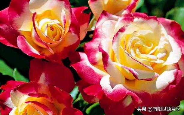 推荐几款好养花期长的月季,推荐8款高颜值月季