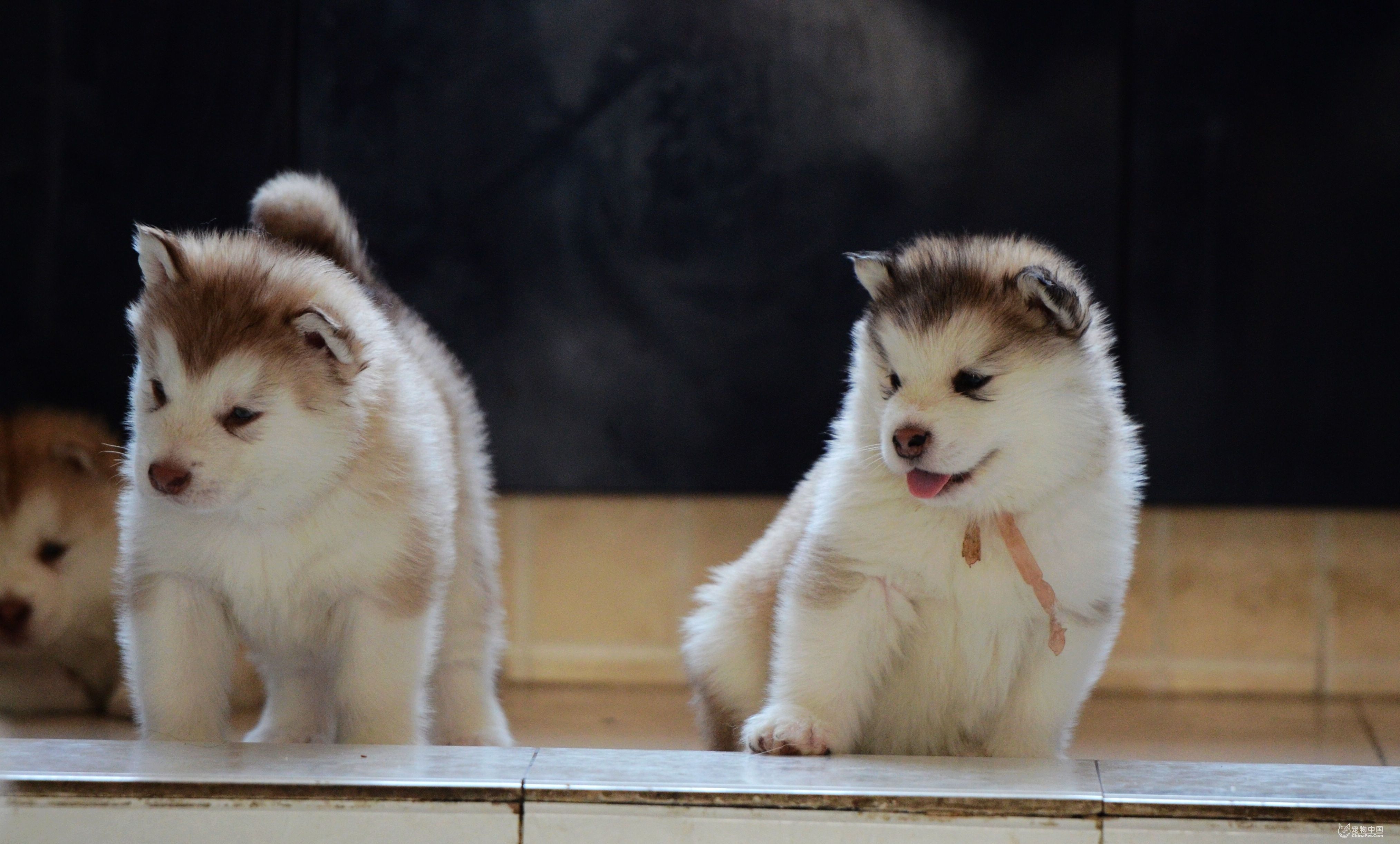 给阿拉斯加养个什么同伴比较好,给你100个养狗理由