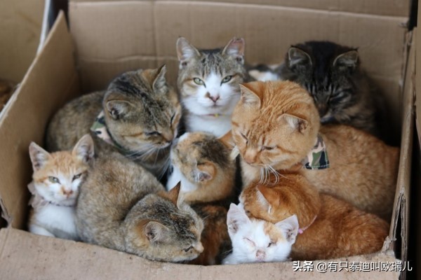 日本猫岛居民帮浪猫准备「御寒小屋」网：超暖心